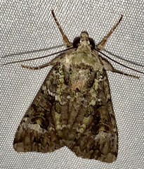 Anaplectoides prasina