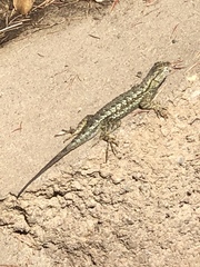 Sceloporus occidentalis