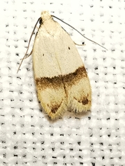 Odites kollarella