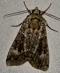 Anaplectoides prasina