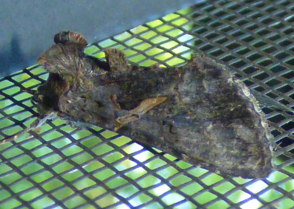 Sharp-stigma Looper Moth