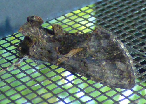 Sharp-stigma Looper Moth