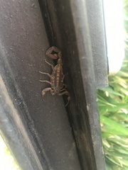 Centruroides