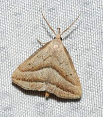 Macrochilo absorptalis