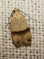 Odites kollarella