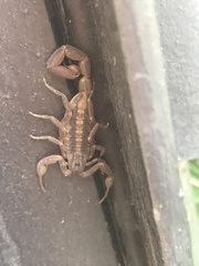 Centruroides