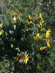 Wyethia amplexicaulis