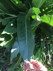 Wyethia amplexicaulis