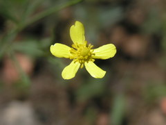 Ranunculus arizonicus