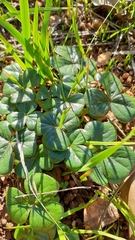 Oxalis strigosa