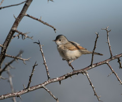 Curruca conspicillata