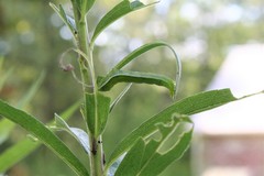 Ctenoplusia oxygramma