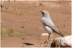 Muscisaxicola rufivertex