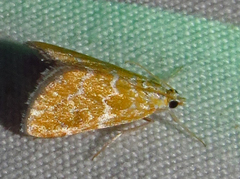 Glaphyria sesquistrialis