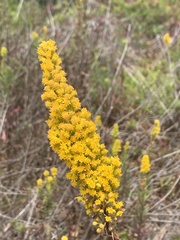 Solidago elongata