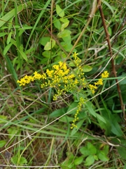 Solidago juncea