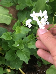 Cardamine cordifolia