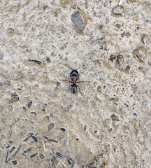 Camponotus herculeanus
