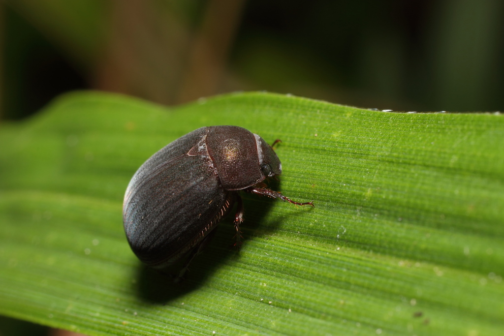 Birodo Beetle