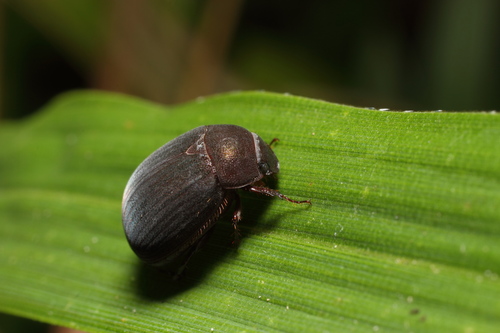 Birodo Beetle
