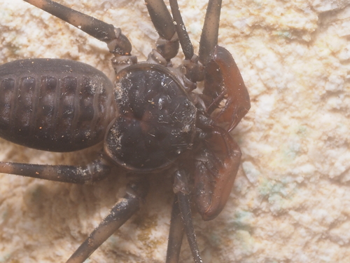 Stygophrynus