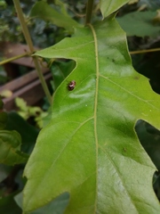 Clastoptera octonotata