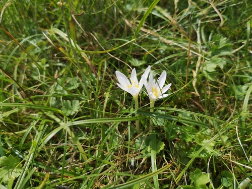 Image of Colchicum alpinum by (c) Mattia Menchetti, some rights reserved (CC BY)
