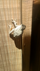 Hyla versicolor
