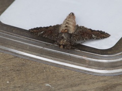 Apamea amputatrix