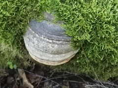 Fomes fomentarius