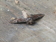 Apamea amputatrix