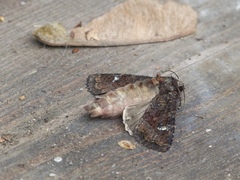 Apamea amputatrix