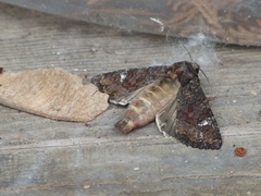 Apamea amputatrix