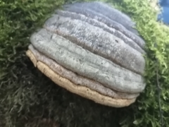 Fomes fomentarius