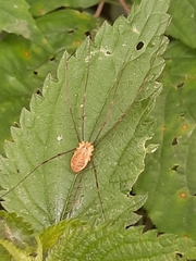 Opilio canestrinii