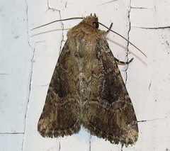 Anhimella contrahens