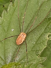 Opilio canestrinii