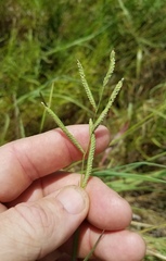 Paspalum denticulatum