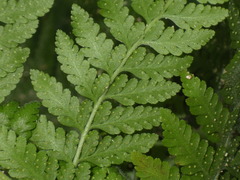 Microlepia