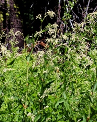 Koenigia phytolaccifolia