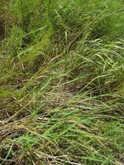 Paspalum denticulatum