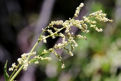 Koenigia phytolaccifolia