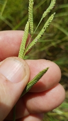 Paspalum denticulatum