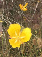Calochortus weedii