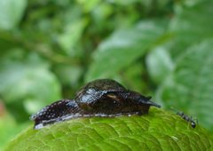 Helicarionoidea