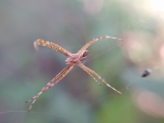 Argiope argentata