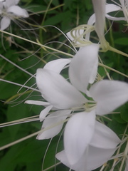 Cleome houtteana