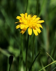 Microseris nutans