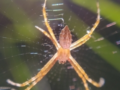 Argiope argentata