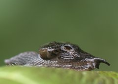 Helicarionoidea